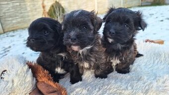 Havanský psík s PP ( plemeno z řady bišonků)