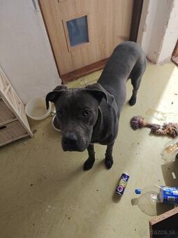 Darujem cane corso