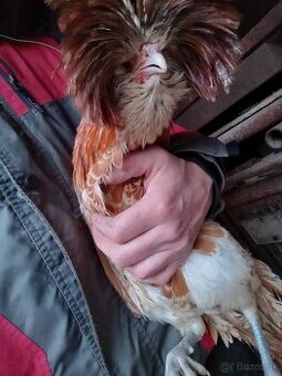 Kohút Paduánka v Ťavej farbe.