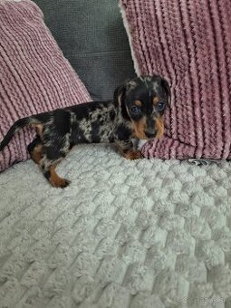 Jazvecik trpaslici merle -fenka