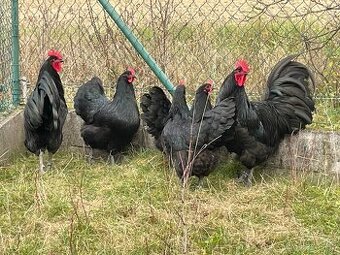 Nasadove vajička australorpka cierna, hemsirka