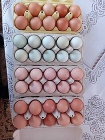 Násadové vajcia