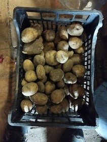 Sadbove zemiaky - 1
