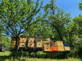 včely - rýchlokurzy pre začínajúcich včelárov - 1