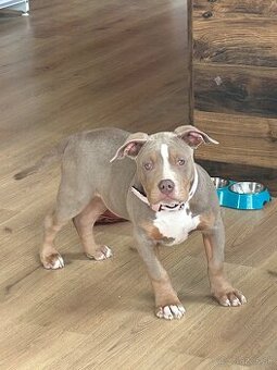 American Bully standard ABKC