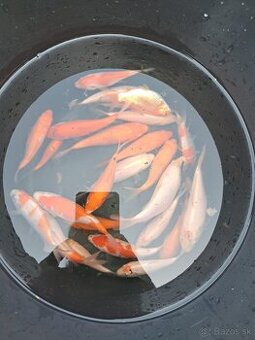 koi kapre