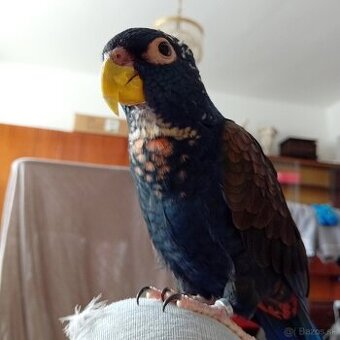 Amazonan
