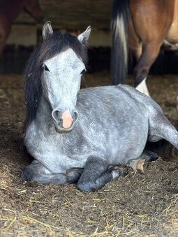 Pony kobylka