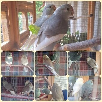 Kakariky