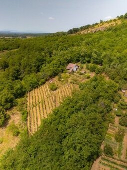 Vinica so záhradným domčekom v záhradkárskej oblasti Kráľovs