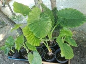 Colocasia esculenta(Slonie ucho) zakor sadenice prisposobene
