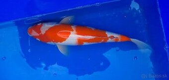 Koi Kapre - 1