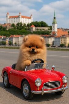 Pomeranian