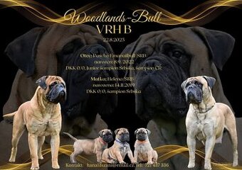 Bullmastiff, Bullmastif, Bulmastif štěňátka s PP