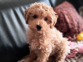 Maltipoo