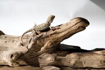 Mláďatá Agamy trpasličej