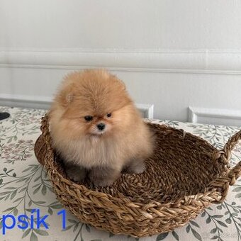 Pomeranian mini