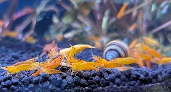 Predám krevety Neocaridina davidi - Orange