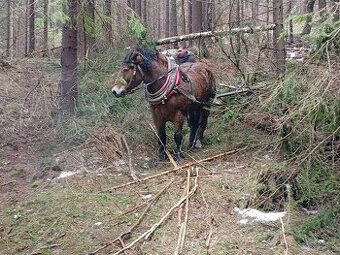 Predám ťažného valacha vek 4 roky