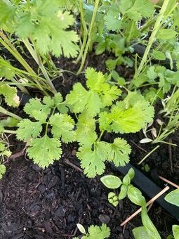 Semienka-koriander,petržlen vňaťový,smraďošky (aksamietnice)