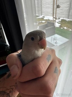 Rucne dokrmena pyrura