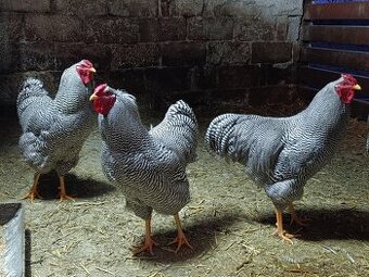 Predám kohútov