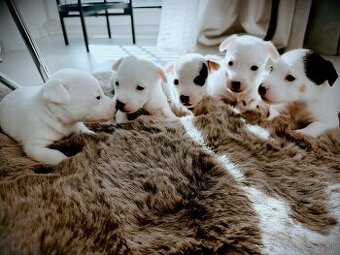 Jack Russell teriér