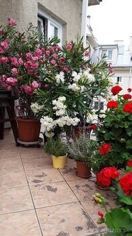 Oleander,,  velke, od 140 cm
