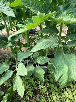 Priesady/Planty
