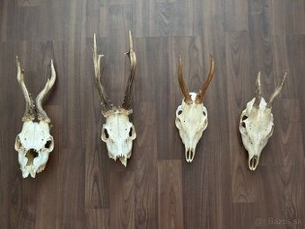 🦌 Na predaj 4 trofeje srnca – lebky s parohmi 🦌