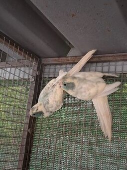 Kakariky lemované a straky