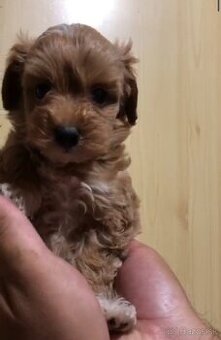 Toy mini maltipoo