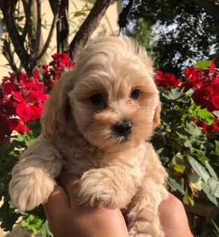 Mini maltipoo