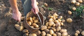 Predám zemiaky 0,43€ / 1kg