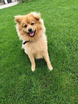 Pomeranian nemecký špic mix. - 1