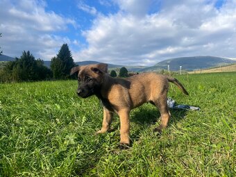 Belgický ovčiak-Malinois - 1