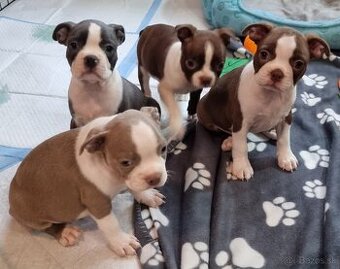 Boston terier Bostonsky terier