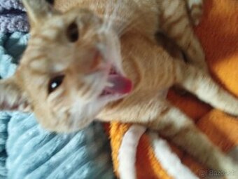 Darujem Kocura do dobrých rúk