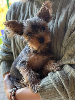 Baricsfarma ponúka na predaj mini yorkshirského teriéra