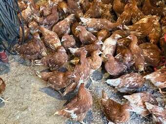 Sliepky Mládky Nosnice Lohman