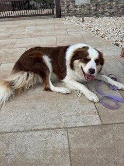 Border kólia hnedobiela fenka