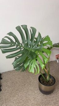 Monstera Deliciosa