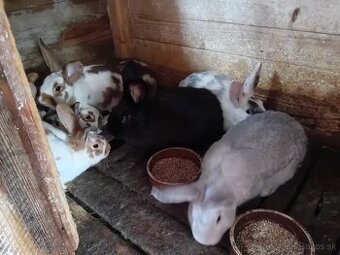 králiky na chov a mäso - 1