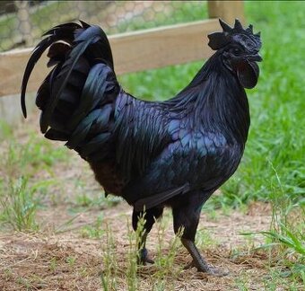 Kohút ayam cemani