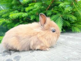 Zákrslý zajačik