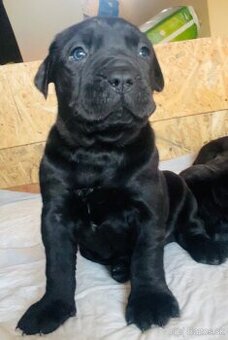 Americký bandog predaj