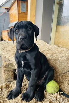 Americký bandog predaj