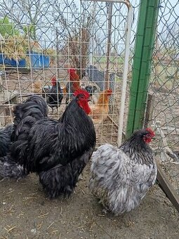 Orpington modrý a čierny