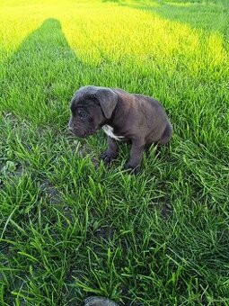 Cane vorso