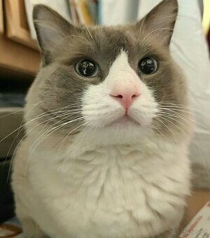Ponúkam kocúra Ragdoll na krytie